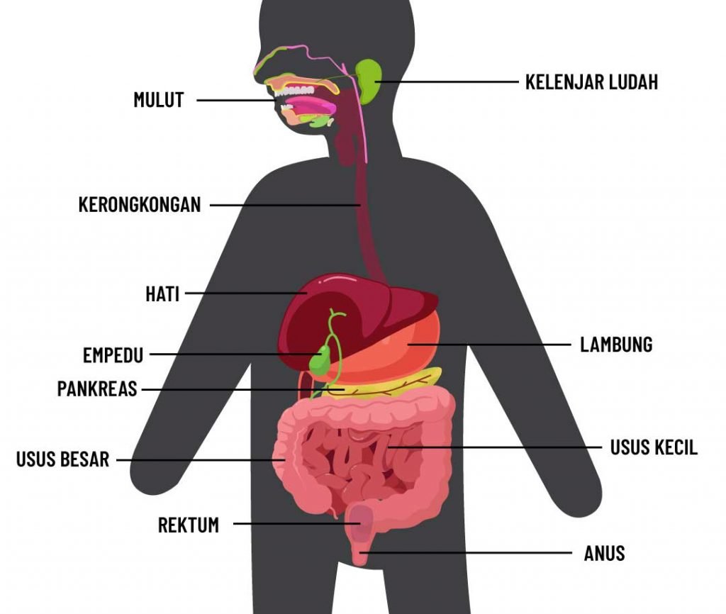 Biologi - Sistem Pencernaan Manusia - Pahamify | Taklukkan UTBK