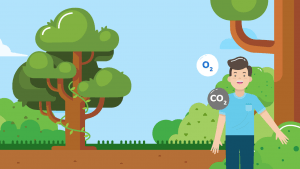 Respirasi Aerob dan Anaerob