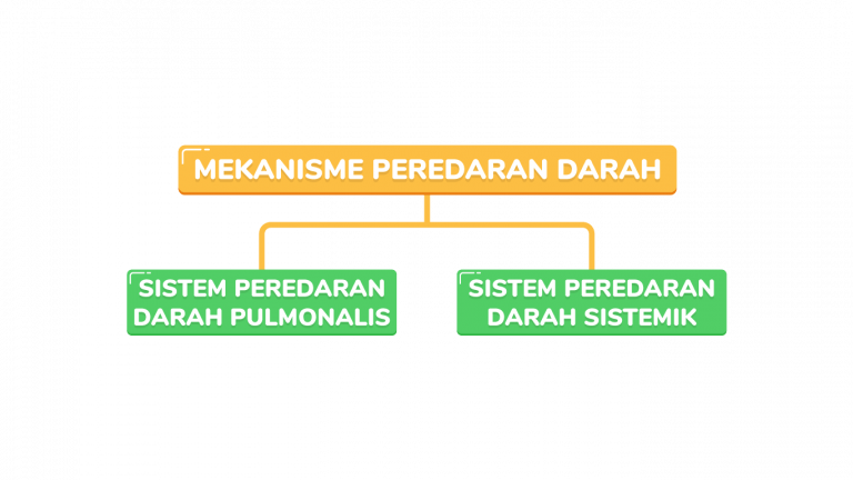 Biologi Sistem Peredaran Darah Pahamify Taklukkan Utbk 0847