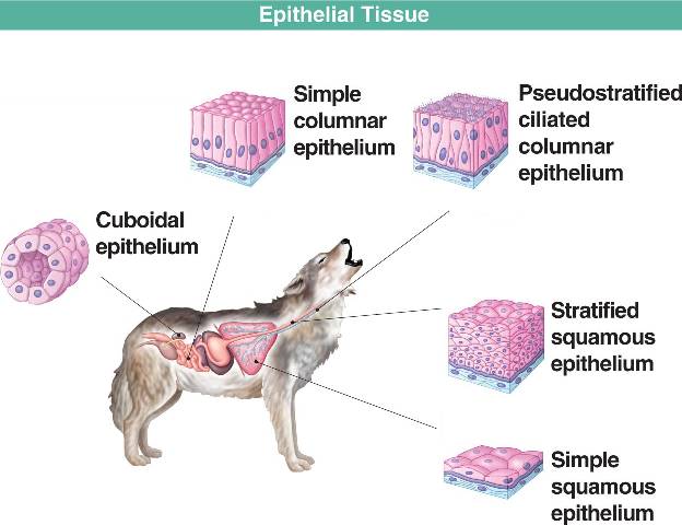 Ilustrasi jaringan epitel pada jaringan hewan dan fungsinya.