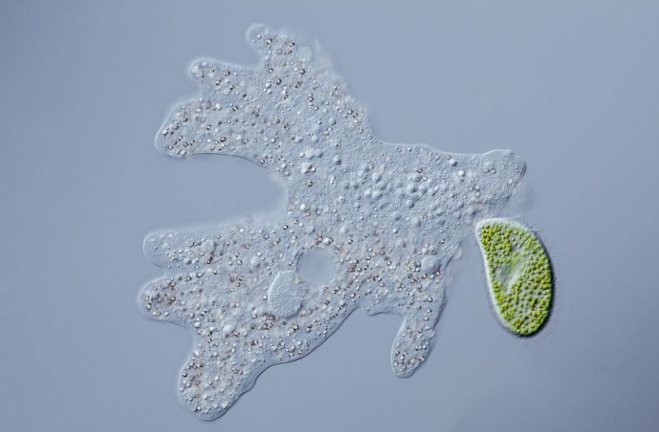 Biologi Kelas 10 Kingdom Protista, Contoh dan Klasifikasinya Pahamify