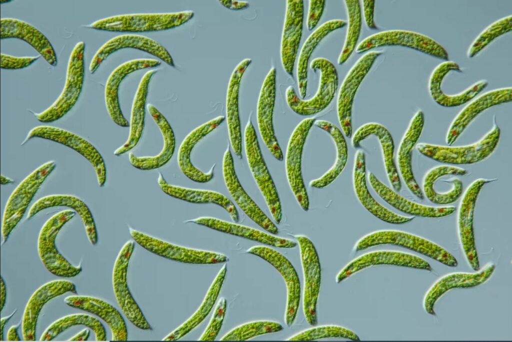 Ilustrasi spesiel Algae yang tergolong dalam Kingdom Protista.