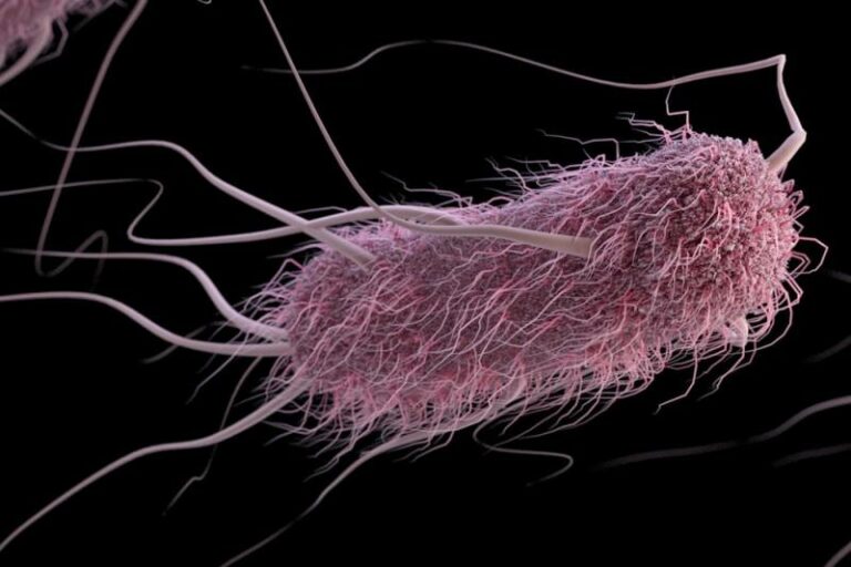 Biologi Kelas 10 Kingdom Protista, Contoh dan Klasifikasinya Pahamify